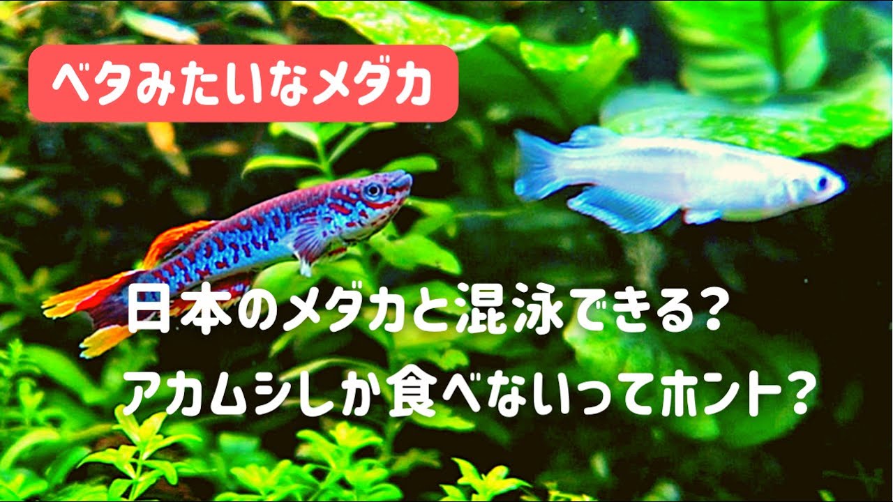 餌は何 美しい卵生メダカと日本の改良メダカの混泳 アカムシしか食べない Youtube