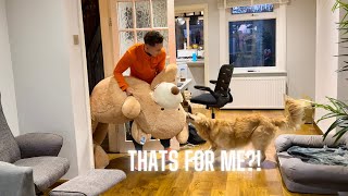 Surprising My Dog With A Life Size Bear | EMOTIONAL REACTION