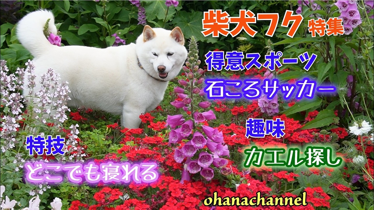 【番外編】白柴フクの特集✿ 石ころサッカー//カエル探し//川遊びなど