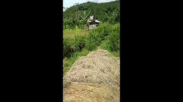 kebun bibit jahe merah siap di panen