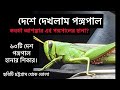 পঙ্গপাল || Locust || পঙ্গপাল কি ও পঙ্গপালের আক্রমণ