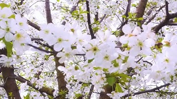 001 Surat Al Fatiha -   ٠٠١ سورة الفاتحة (ناصر القطامي)