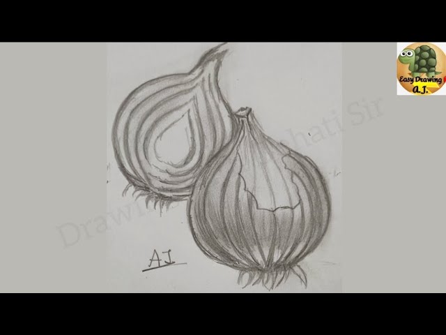 How to Draw onion easy and step by step or shading for beginners - YouTube