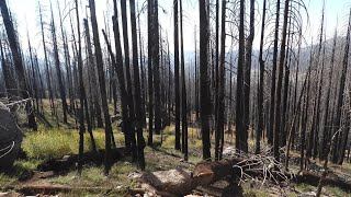 화마가 쓸고간 자국이 있는  세코이아와 킹스 국립 공원/Sequoia and Kings National Parks show signs of fire damage