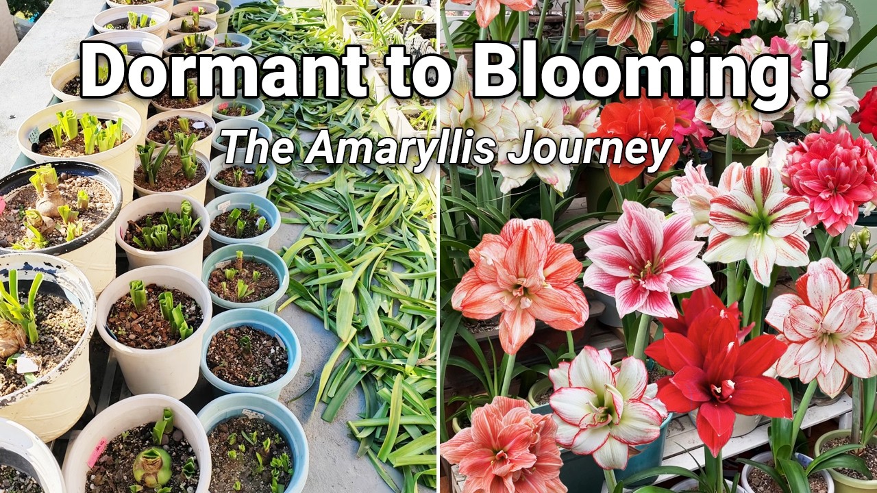 Полное руководство по уходу за амариллисом: волшебное путешествие от зимнего покоя до весеннего ц...