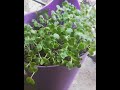Growing Microgreens in pot(mustard seeds)