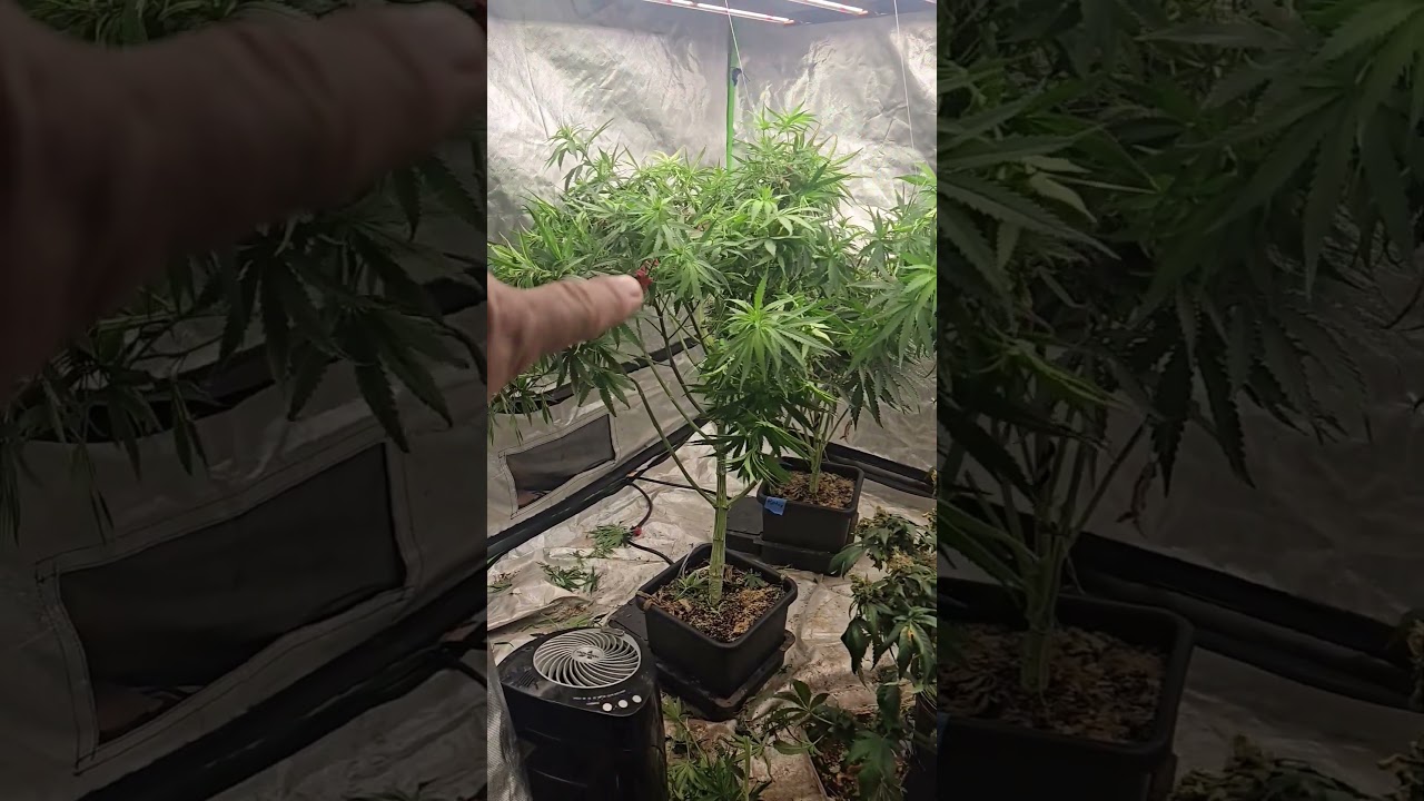 1 plant Girl Scout Cookies Extreme in Autopots in 5x5