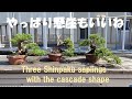 盆栽工房 春嘉 #203 【真柏の改作】真柏の素材3本を懸崖樹形に仕立て