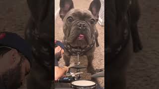 Freakishly Fast French Bulldog Tongue Drumming #shorts