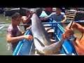 Jackpot! Nakahuli ng Blue Marlin | Big Fish Traditional Fishing never Seen Before