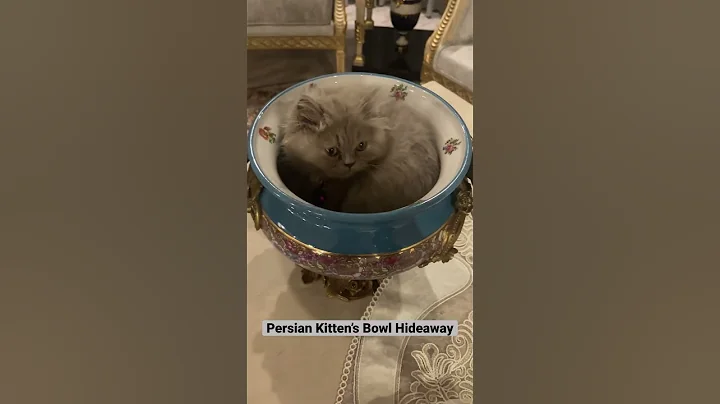 Watch the video about How My Persian Kitten Found the Perfect Hiding Spot 🤪 #fun #pets #cat #shorts