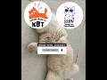 Sedang bermimpi || Kucing Lucu Paling Ngakak Part 1858 || #funny #shorts #fyp