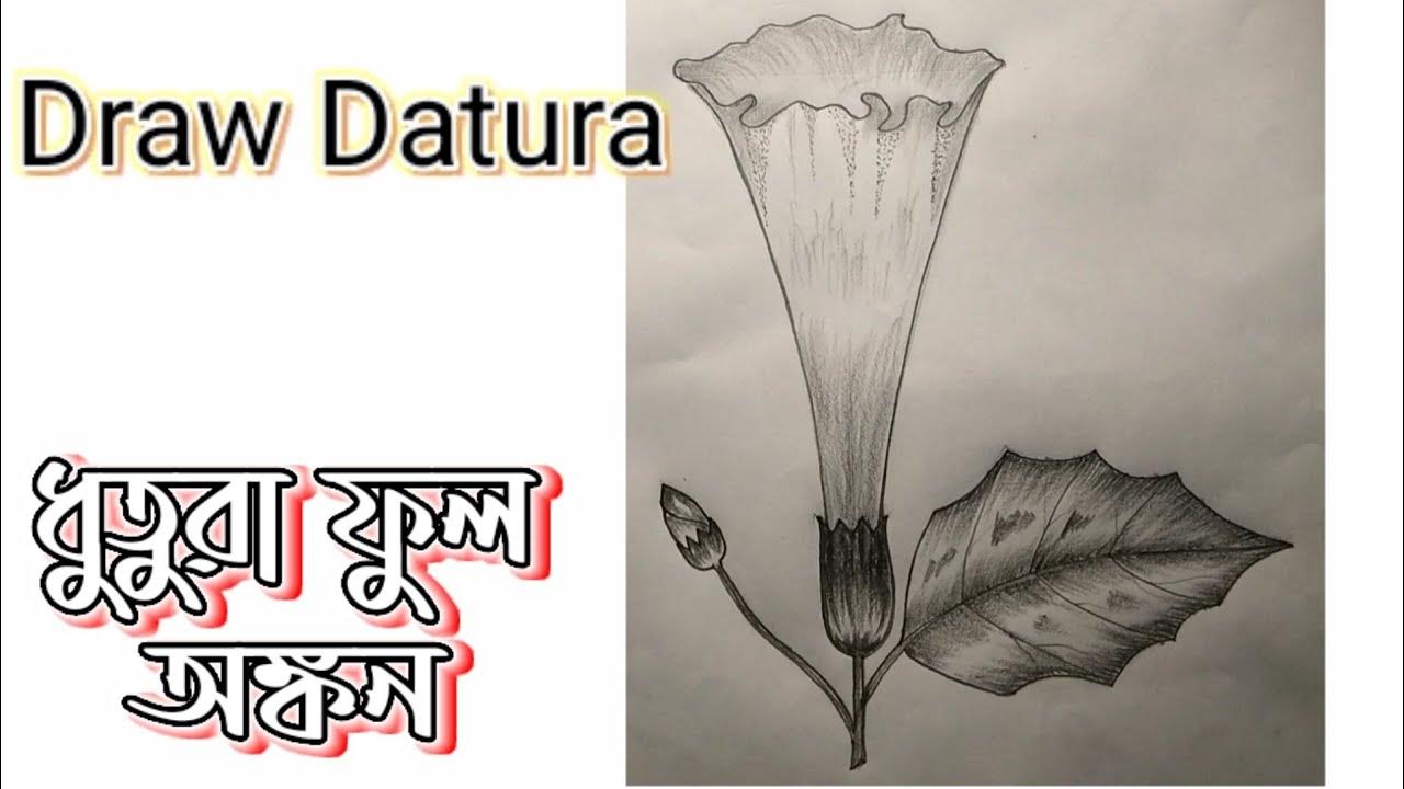 How to draw datura flower Draw Datura Art datura flower ধুতুরা