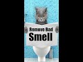 Remove Cat Urine Smell From Floors #shorts