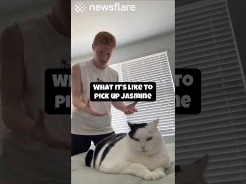 How To Pick Up Jasmine The Cat