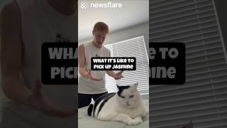 How To Pick Up Jasmine The Cat