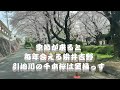 2025 神奈川県 引地川の千本桜です