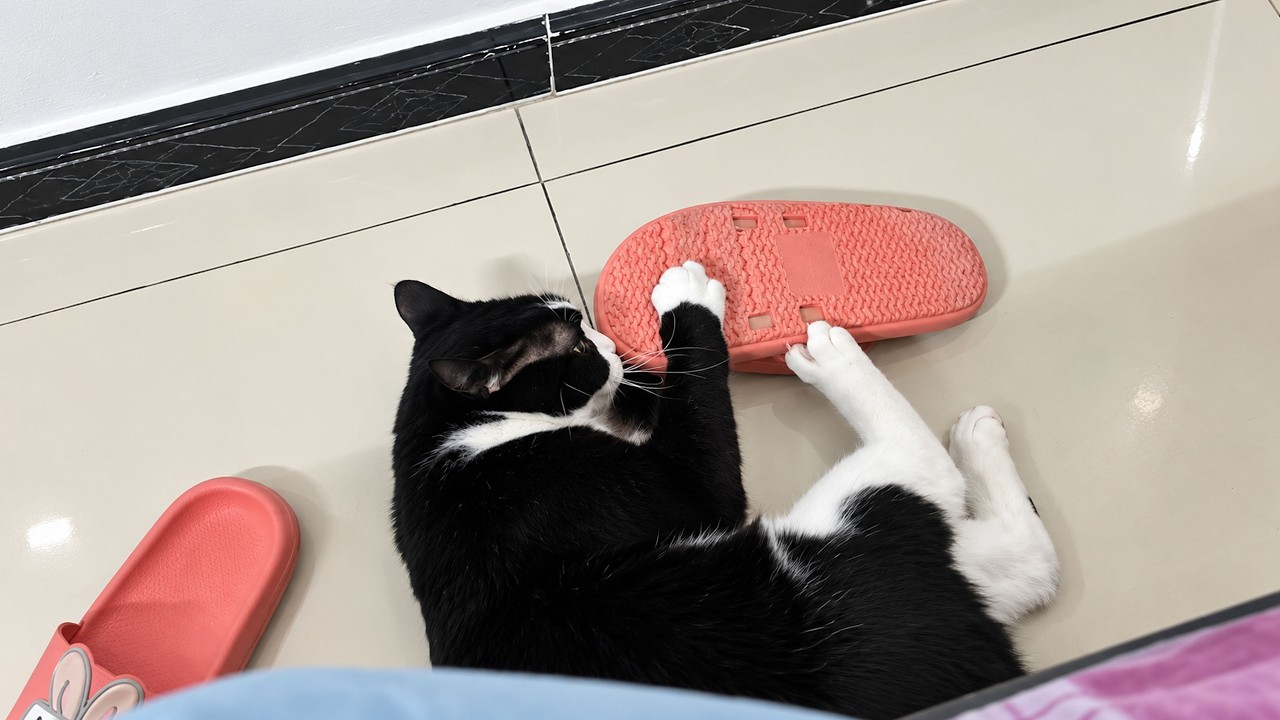 Black and White Cat Sharpens Claws on Pink Slide Sandal
