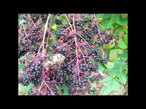 Aralia spinosa, commonly known as Devil's Walkingstick
