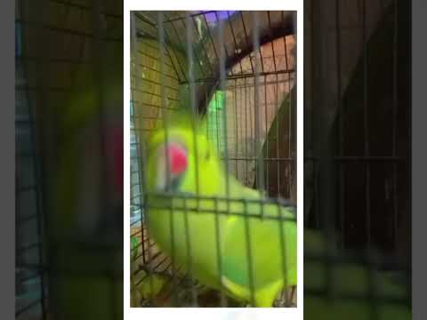parrot 🦜 is behaviour not good but dance in Cage with trending voice #trending #short