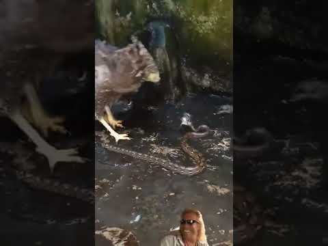 مقطع مضحك الصقر والثعبان كوميديا