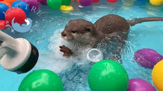 【双子のカワウソ】おだしとおつゆの滝行！？　Otter　Odashi ＆ Otsuyu play with waterget