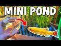 Making A Small Deck Pond For Aquarium Fish - Adding Fish To DIY Patio Pond!
