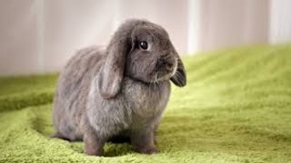 #rabbit#sweetrabbit#beautifulrabbit#smartrabbit#cuterabbit#playingrabbit#smallrabbit1