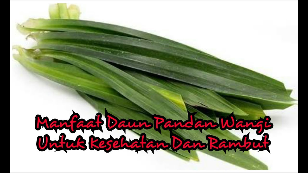 Manfaat Daun Pandan Wangi Untuk Kesehatan Dan Rambut - YouTube