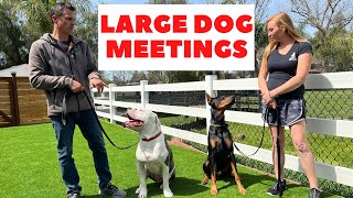 How to introduce an American Bulldog and a Doberman Pincher