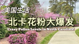 美国生活| 北卡花粉铺天盖地大爆发，这谁受得了/Crazy Pollen Levels in North Carolina!