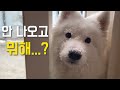 사모예드가 썰매견인 이유 ㅣ 폭설 후 강아지 반응