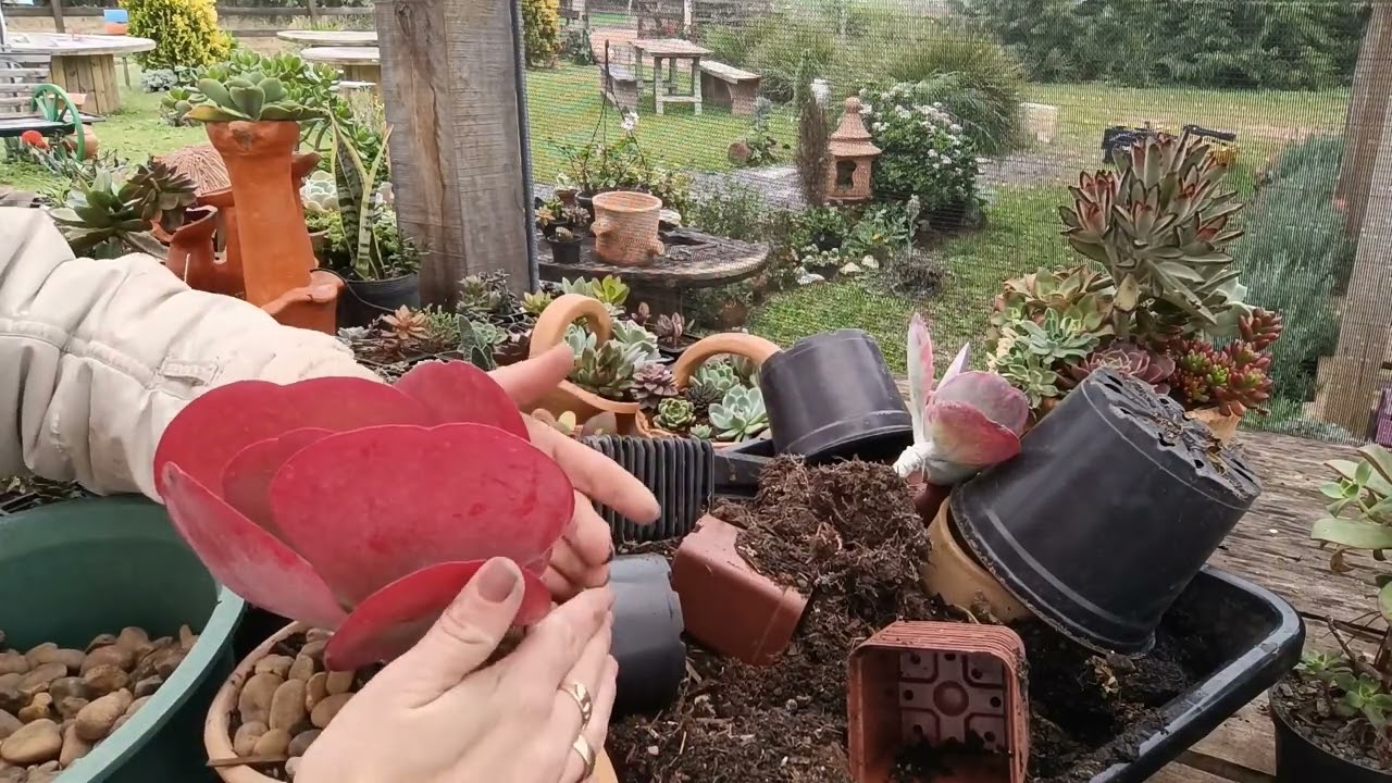 Replantando kalanchoe Luciae (dicas de cultivo)