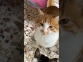 Tatlı kedicikler🐱🐈