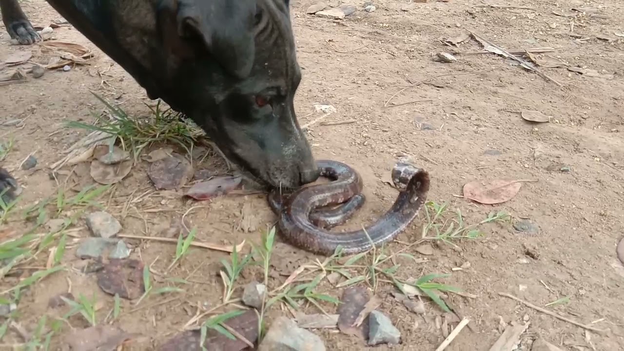 Snake vs Dog   Smart Dogs Bite Vicious Snake Dog Fighting with Vicious Snake