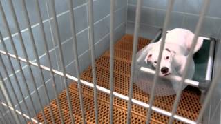 available dogs in adoptions on 8-26 by Pinellas County Animal Services 2,873 views 8 years ago 7 minutes, 4 seconds