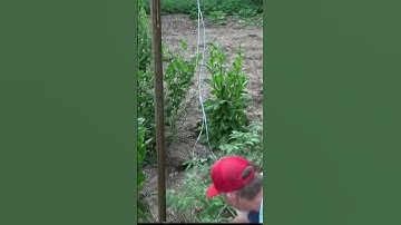 Easy string trellis technique #shorts #trellis #garden