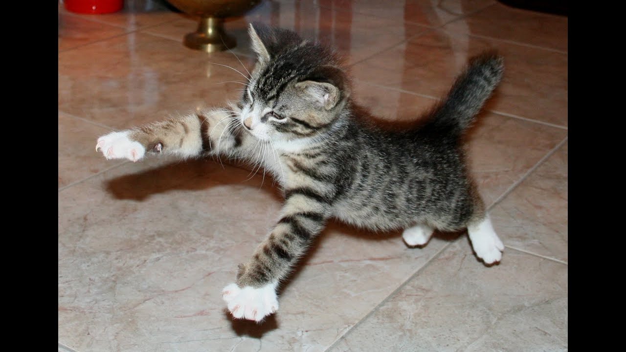 Kittens playing :) - YouTube