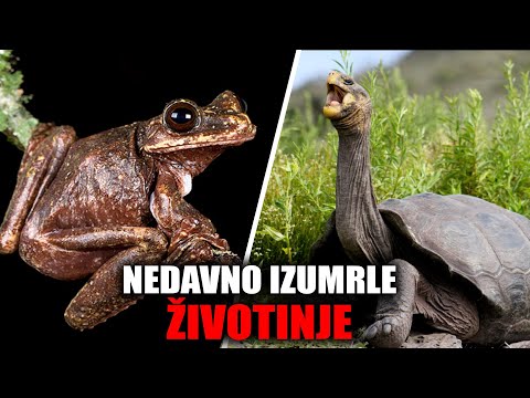 Video: Zanimljive životinje: Nosovi