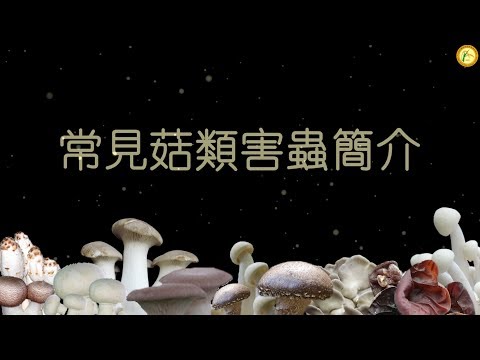 常見菇類害蟲簡介