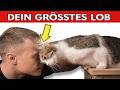 5 tiefgründigste Komplimente, die dir deine Katze machen kann