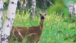 Охота без выстрела. Охота на косулю. Jagd auf Rehe.Hunting without a shot. Roe deer hunting.