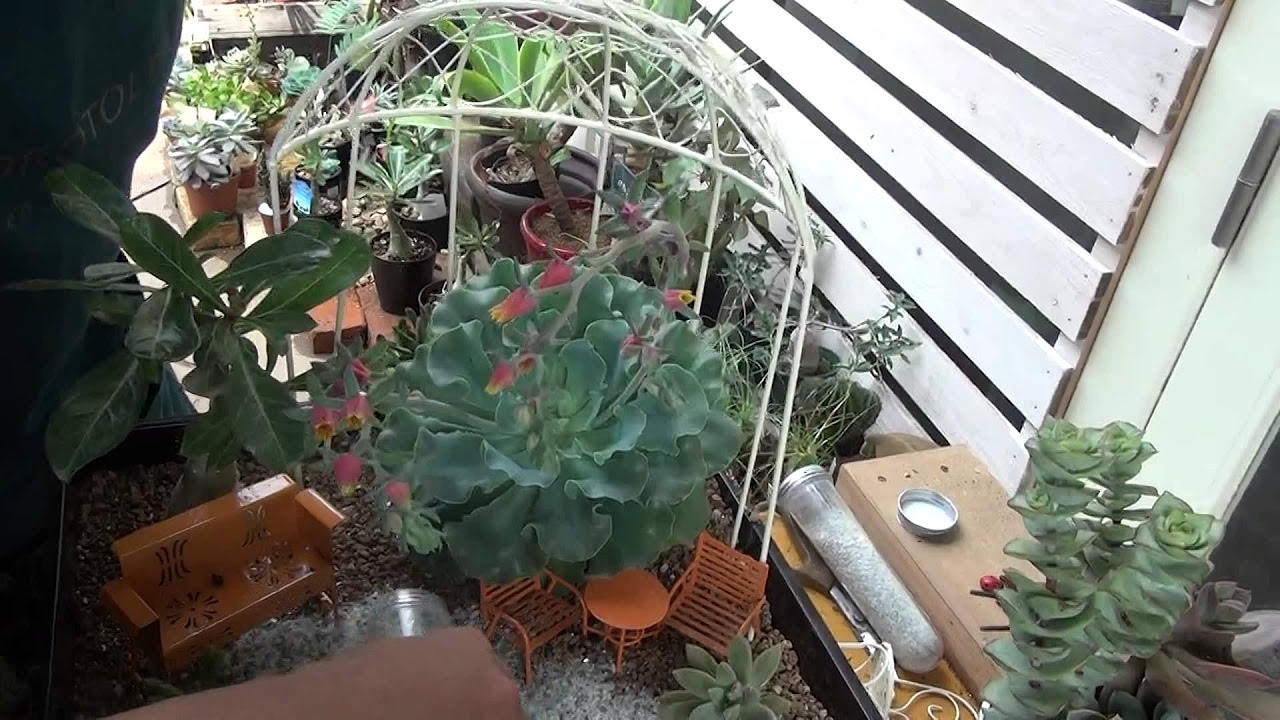多肉植物の箱庭風寄せ植え 1 - YouTube