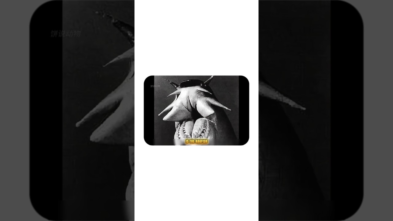 The world's scariest deep-sea demon can turn a shark perfectly back on it 