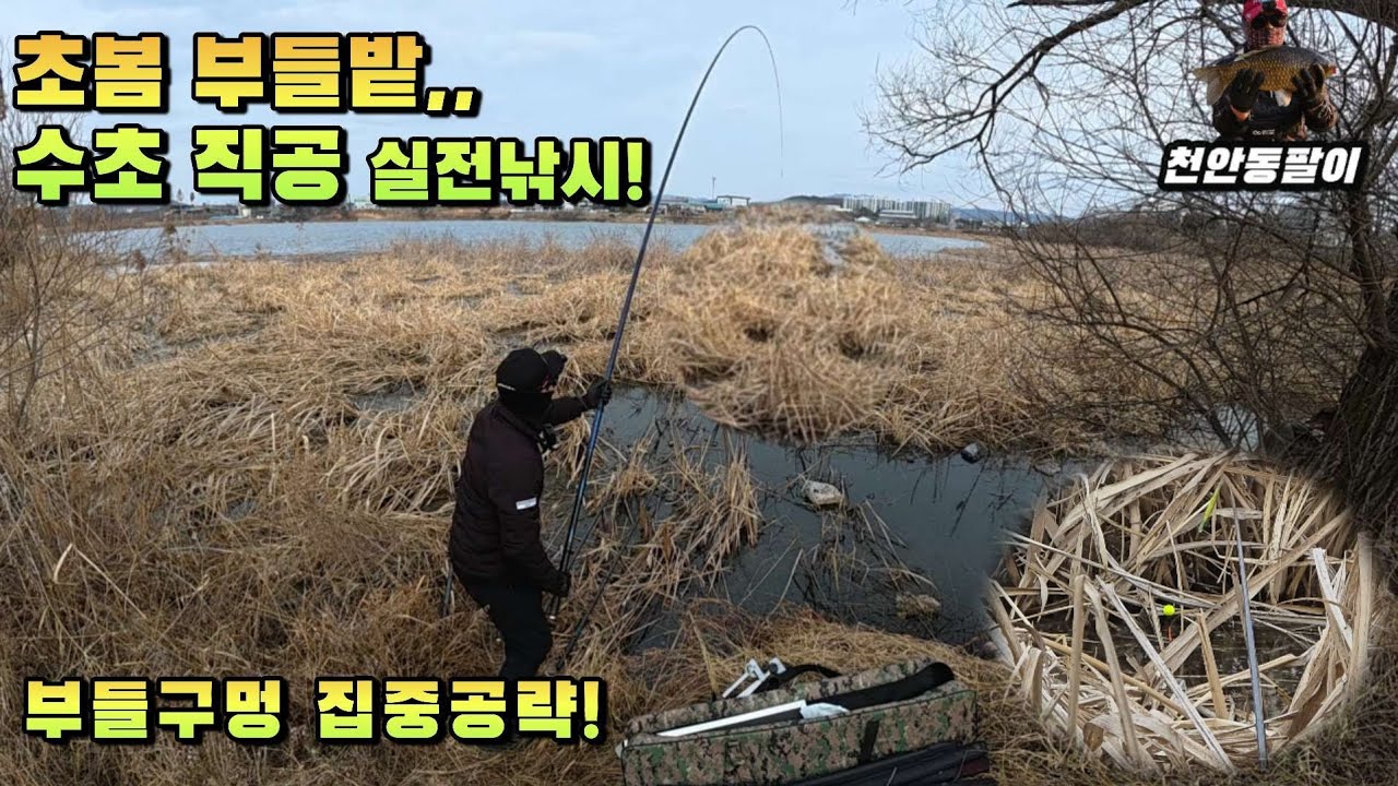 [충남권]초봄 부들밭 수초 직공 한판 승부!! #수초직공낚시 #붕어낚시#문기어
