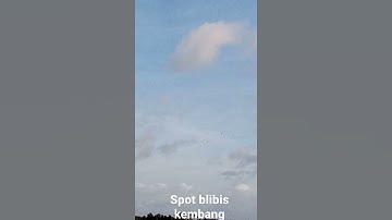 suara belibis saat terbang..survai tmpat belibis kembang..