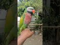 Rico Dance Music Parrot