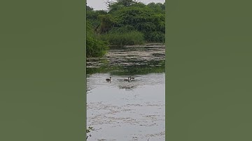 🦆Lesser whistling duck 🦆 #nature #butterflyflying #video #viral #birds #water #junglesafari #tree