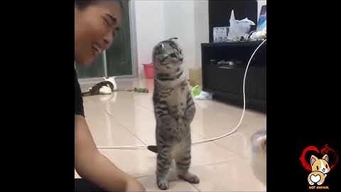 Hài hước động vật - Cười bể bụng trước những khoảnh khắc hài hước của động vật - Try not to laugh 3