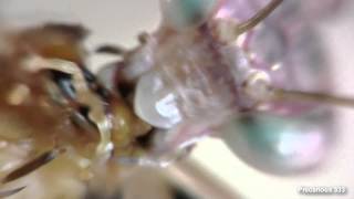 Pink Panther Mantis eats a cricket